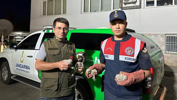 Kilis’te, 4 yavru kartal koruma altına alındı