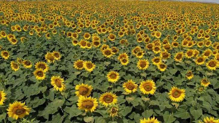 Osmaniye’de ayçiçeği tarlaları görsel şölen sunuyor