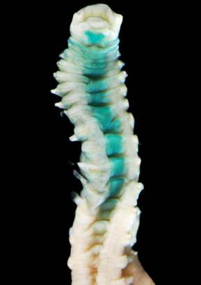 Egeli akademisyenler bilim dünyasına yeni bir denizel omurgasız türü kazandırdı