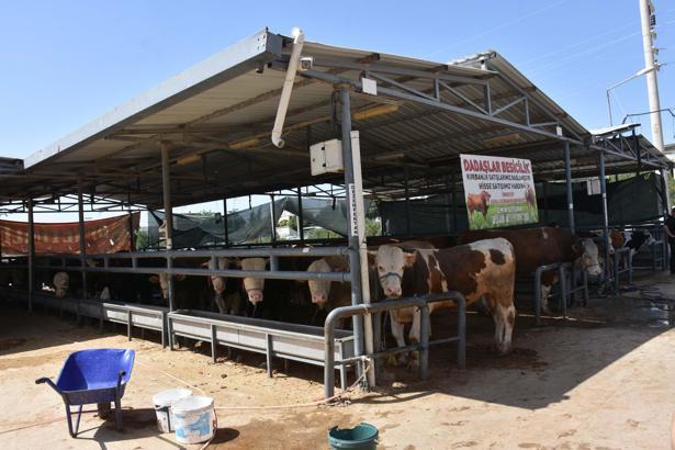 İzmir'de kurban pazarlarında hareketlilik
