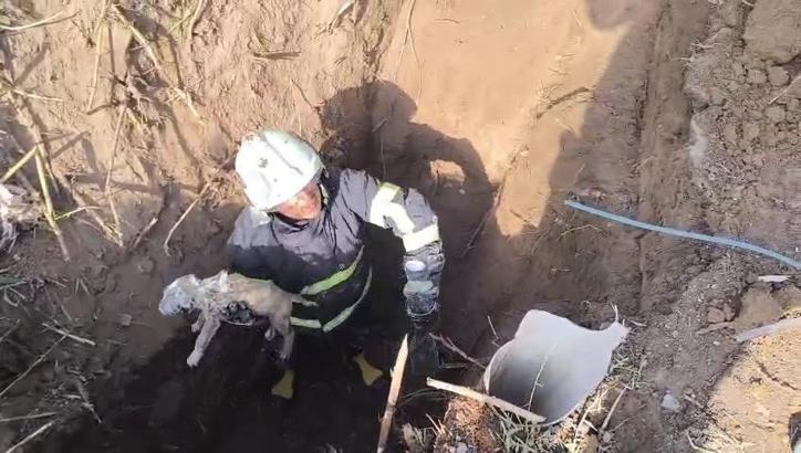 Su kuyusuna düşen yavru köpek kurtarıldı