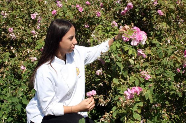 Edirne gülleri, saray lezzetlerinden 'gül reçeli' yapılmak üzere toplandı