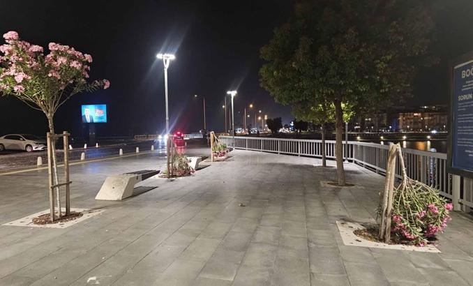 Vandallar sahildeki ağaçları kırdı