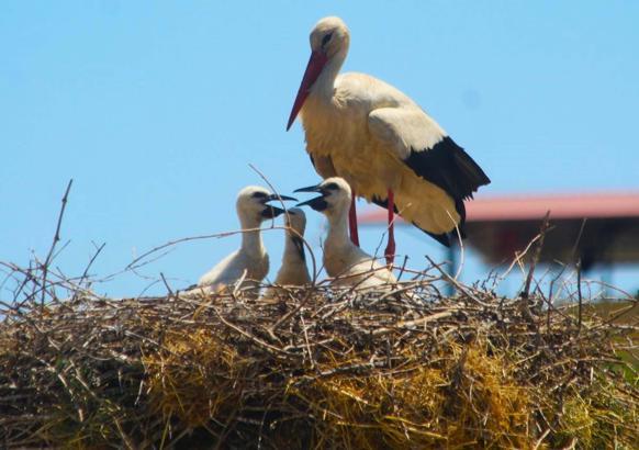 Aydın'da leylek sayısında geçen yıla göre azaldı