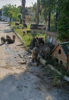 Kuşadası'nda ilçe merkezine inen yaban domuzlarına karşı mücadele başlatıldı