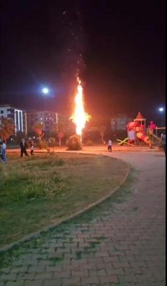 Mardin’de ateşe verilen palmiye ağacı yandı