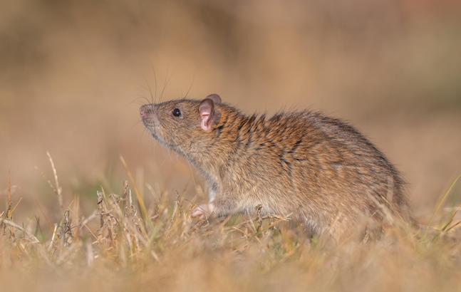 DHA’nın Diyarbakır’da görüntülediği ‘göçmen sıçan’lar için bilim insanları kente geldi