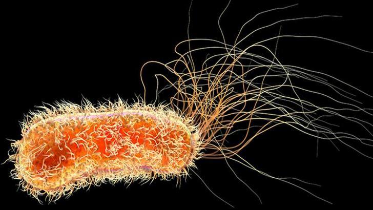 Hastane malzemelerini yiyen yeni bir bakteri türü keşfedildi