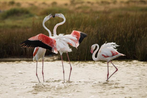 Alaçatı'da fotoğrafçılar maratonu ve 'Bir Deniz İki Yaka' buluşması