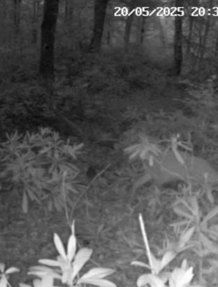 Ormanda kaybolan yavru karacanın annesiyle buluşması kamerada