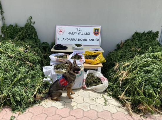 Samandağ'da binlerce kök kenevir ele geçirildi