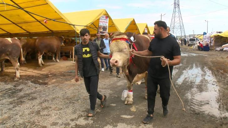 İstanbul - Şampiyon boğa 'Poyraz'ın sahibi:  Cumhurbaşkanı'na hediye edeceğim
