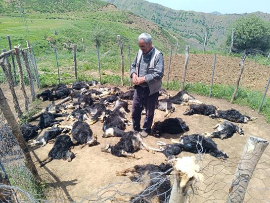Bingöl'de ağıla giren kurtlar, 49 küçükbaşı öldürdü