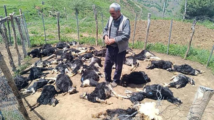 Bingöl'de ağıla giren kurtlar, 49 küçükbaşı öldürdü