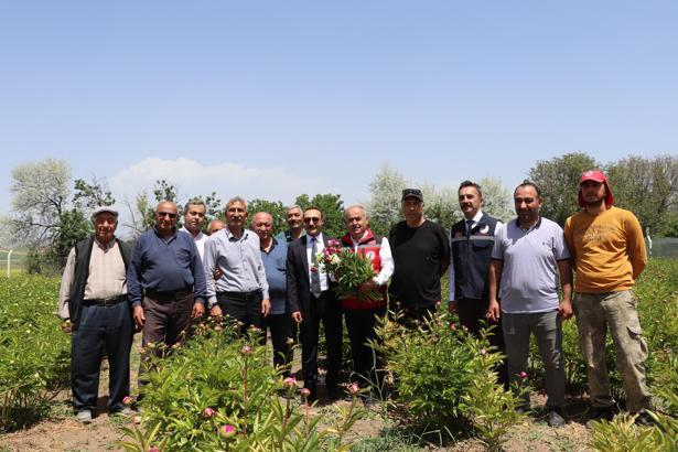 Gemerek’te şakayık hasadına başlandı