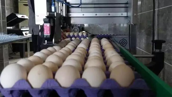 Sofralık yumurta ihracatına muafiyet düzenlemesi