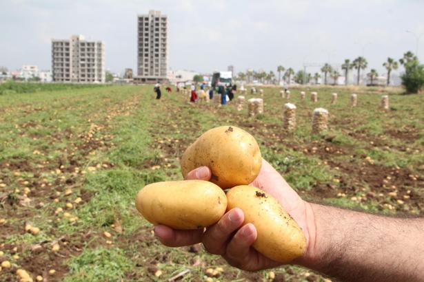 Adana’da zirai don nedeniyle patatesin rekoltesi düştü