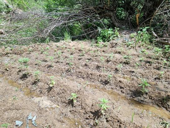 Bingöl'de 330 kök kenevir bitkisi ele geçirildi