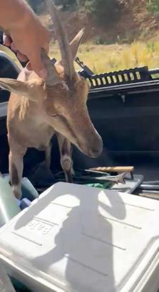 Bitkin halde buldukları dağ keçisini su ve yiyecek verip yeniden doğaya saldılar