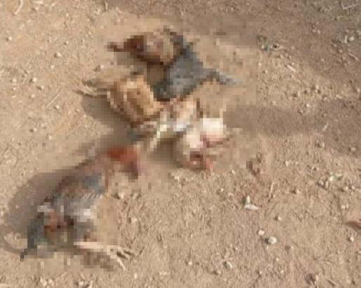 Mardin'de kurt, girdiği kümesteki 8 hayvanı öldürdü