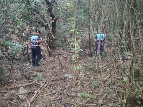 Yiyecek arayan yaban domuzlarının götürdüğü çantayı jandarma ekipleri buldu