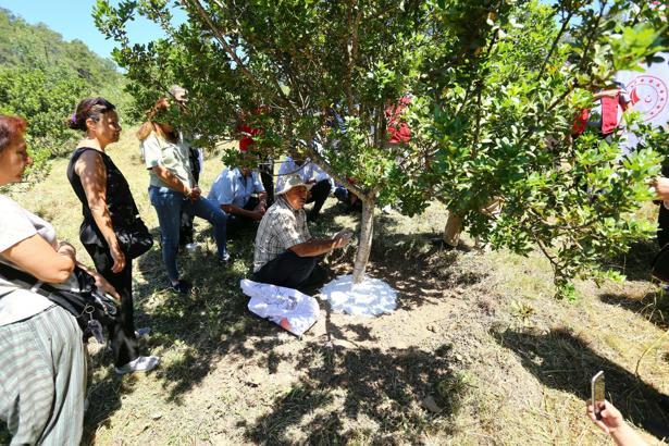 Muğla'da sakız hasadı yapıldı
