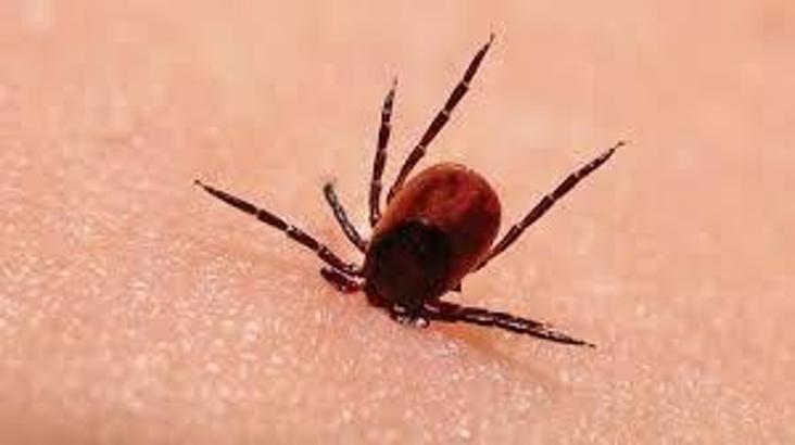 Samsun İl Tarım Müdürü Sağlam: Kırım Kongo'ya karşı hayvanlar korunmalı