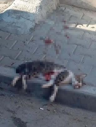 Sokak kedisini pompalı tüfekle vurarak öldüren şüpheliye gözaltı