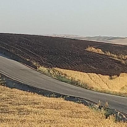 Diyarbakır’da 80 dönüm arpa ekili arazi yandı