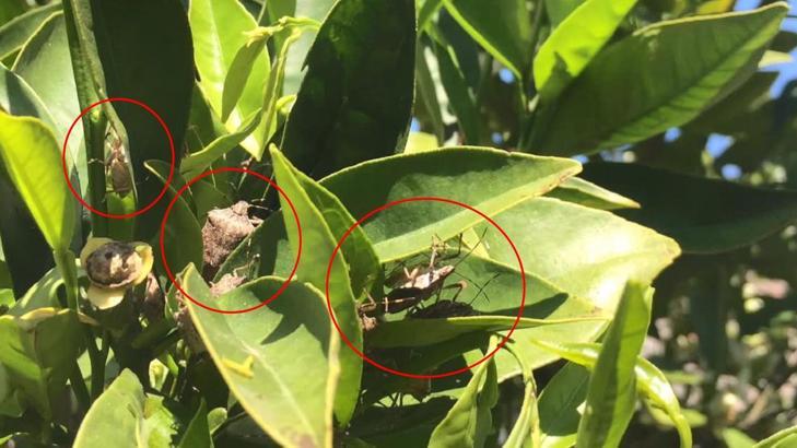 Karacabey'in 2 mahallesinde kahverengi kokarca böceği istilası; ürünlerde kalite kaybı var