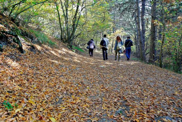 Eskişehir ve Afyonkarahisar’da ormanlara girişler 15 Haziran'dan itibaren yasak