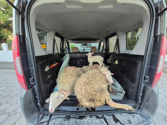 Kurbanlıkların parasını ödemeden kaçan evli çift tutuklandı