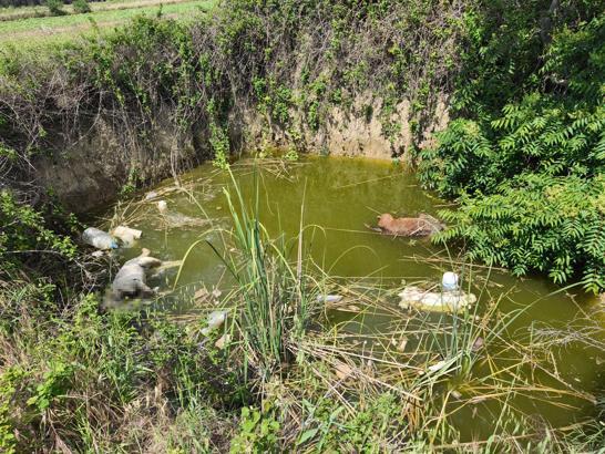 Edirne’de su dolu çukurda başsız 3 köpek ölüsü bulundu