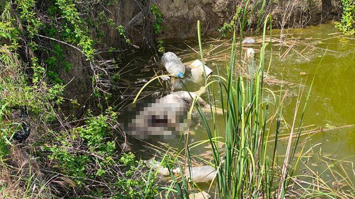 Edirne’de su dolu çukurda başsız 3 köpek ölüsü bulundu