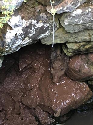 Su kuyusuna düşen yavru yaban domuzu kurtarıldı