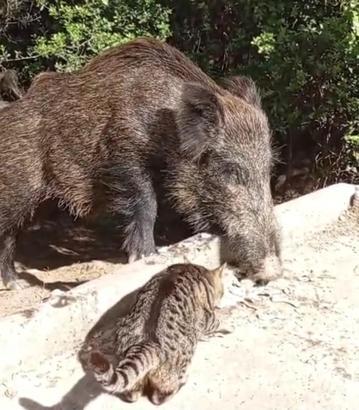 Yaban domuzu ile kedinin birlikte yemek yemesi kamerada
