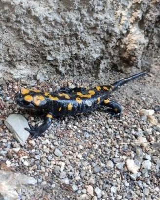 Hatay’da Türk semenderi görüntülendi