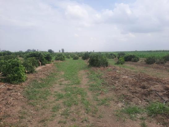 Çiftçinin mandalina ağaçlarını kestiler