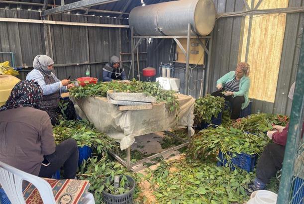 Mersin’de klonal okaliptüs üretimi