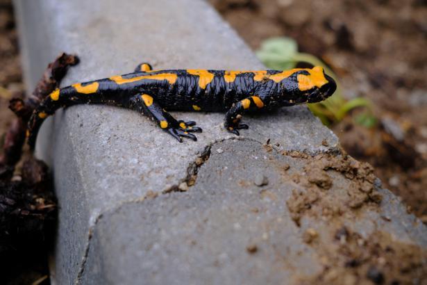 Kayseri'de sarı benekli semender görüldü