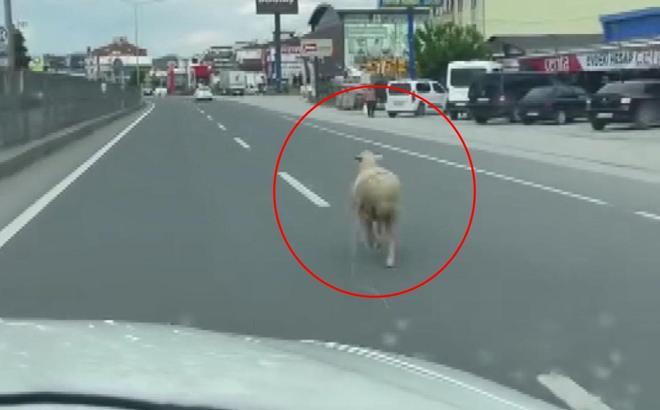 Kaçan kurbanlık koyun kara yoluna çıktı