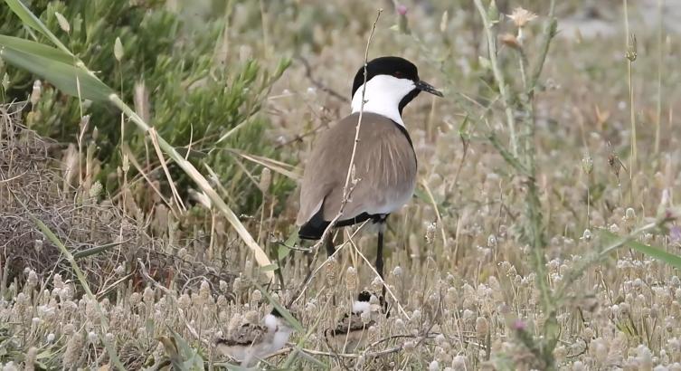 Milleyha Kuş Cenneti'nde mahmuzlu kızkuşu ve yavruları görüntülendi