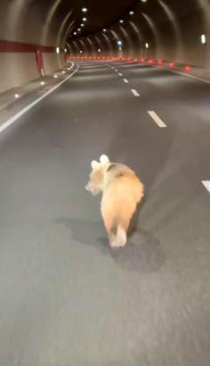 Zigana Tüneli’ne yavru ayı girdi