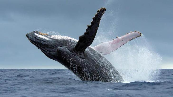 Bir haftada 6 gri balina ölü bulundu