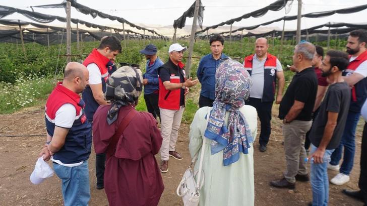 Siirt’te sözleşmeli üretim modeli ile böğürtlen bahçeleri kurulacak