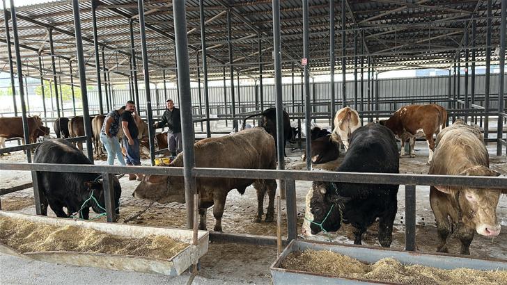 1,2 tonluk boğa, 350 bin liraya alıcı buldu