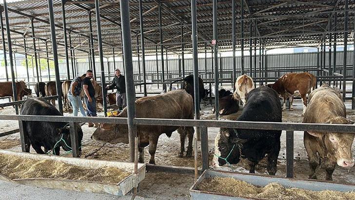 1,2 tonluk boğa, 350 bin liraya alıcı buldu