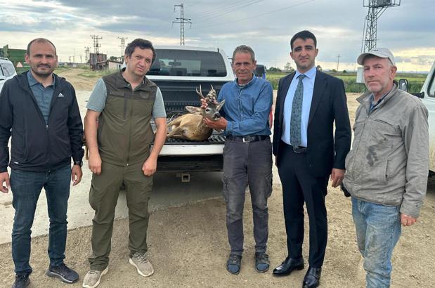 Sulama kanalına düşen karacayı çiftçiler kurtardı