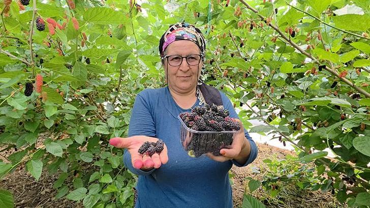 Silifke'nin karadutu Orta Doğu'yu tatlandırıyor