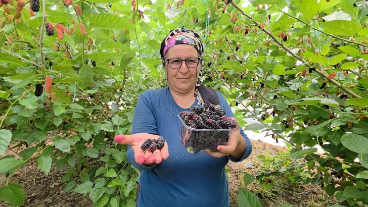 Silifke'nin karadutu Orta Doğu'yu tatlandırıyor